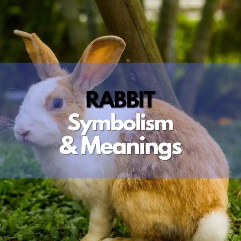 Symbolism and Deeper Meanings of the White Rabbit Explored